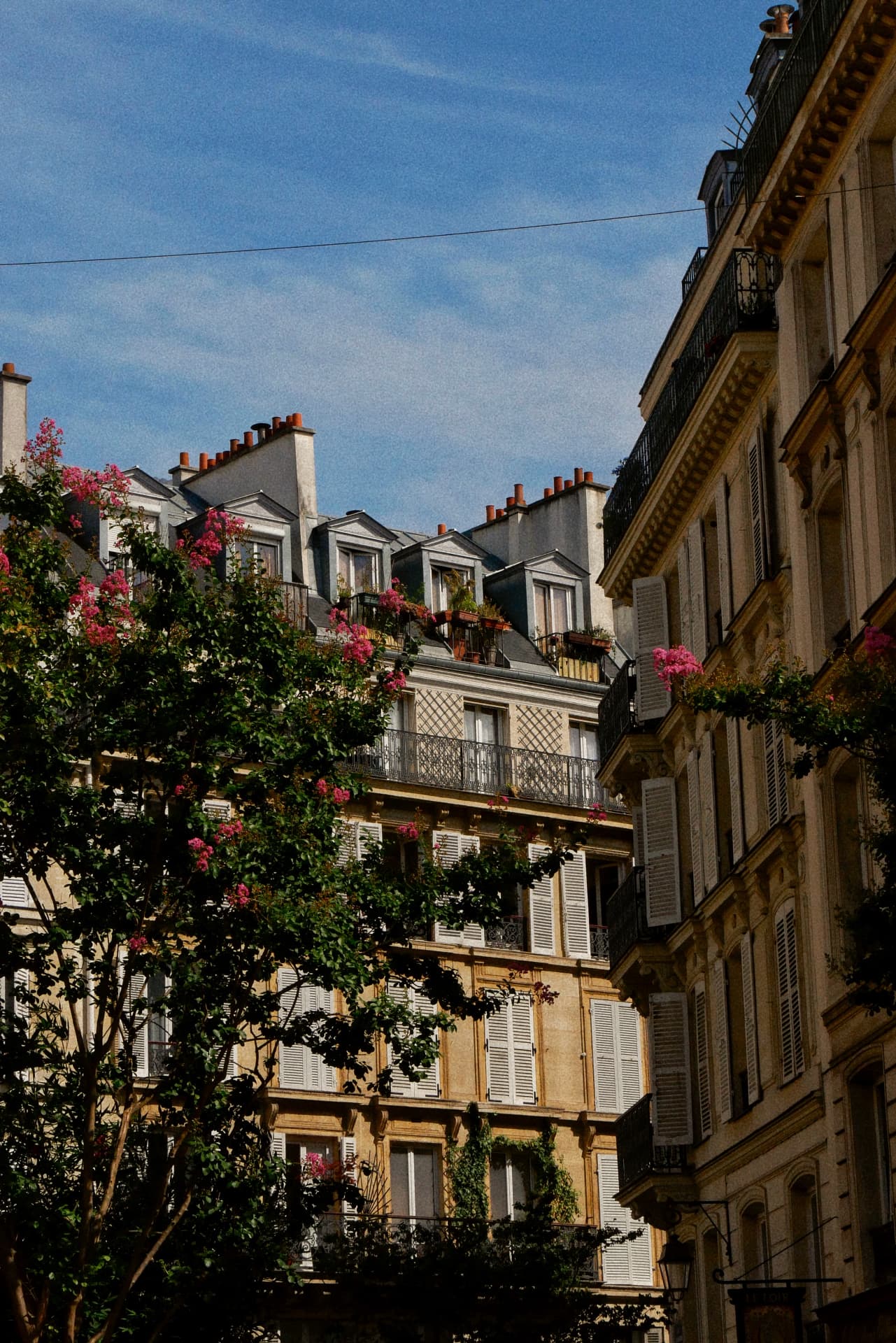 Haussmann façades in Paris with a blossoming tree
